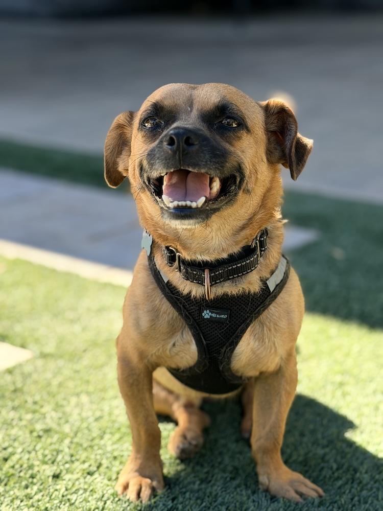 Enlarge Iggy, a Adoptable mixed breed in Scottsdale, AZ image 5/6