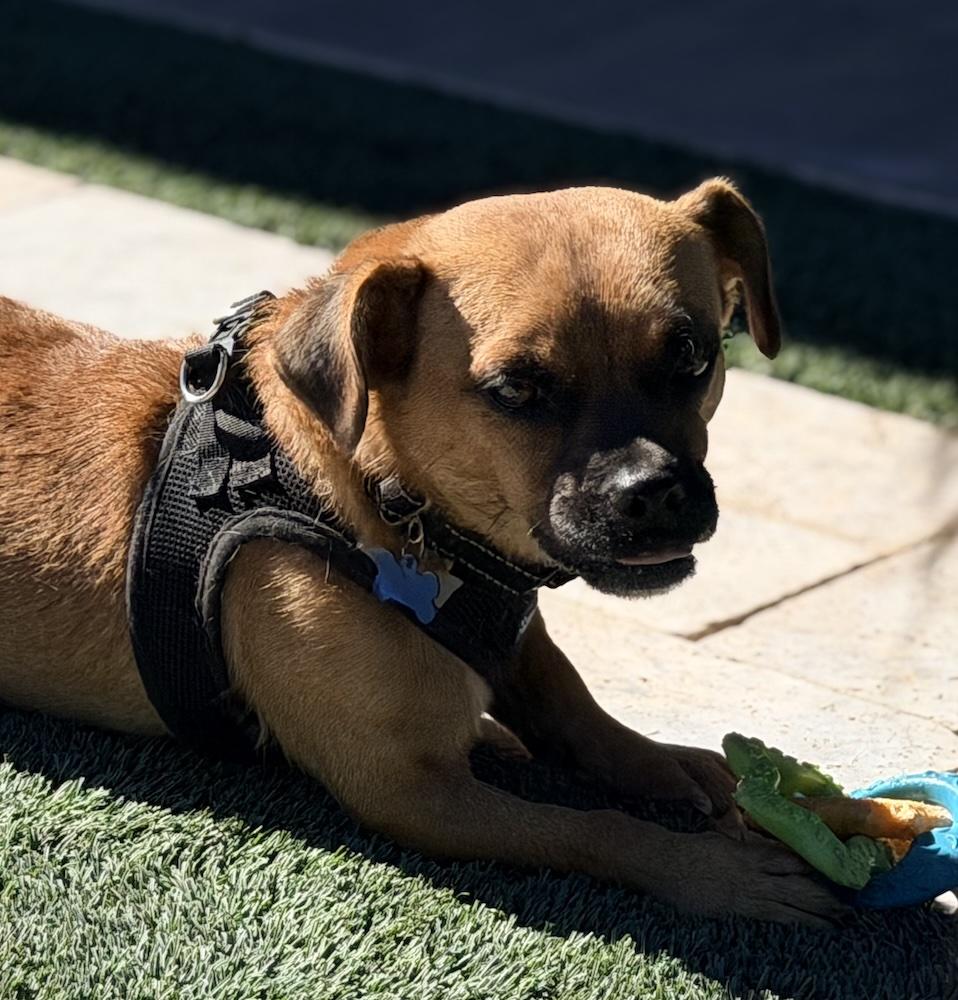 Enlarge Iggy, a Adoptable mixed breed in Scottsdale, AZ image 6/6