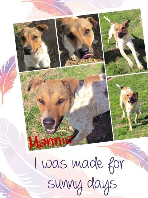 Manny, Adoptable, Senior Male Pointer & Mixed Breed.