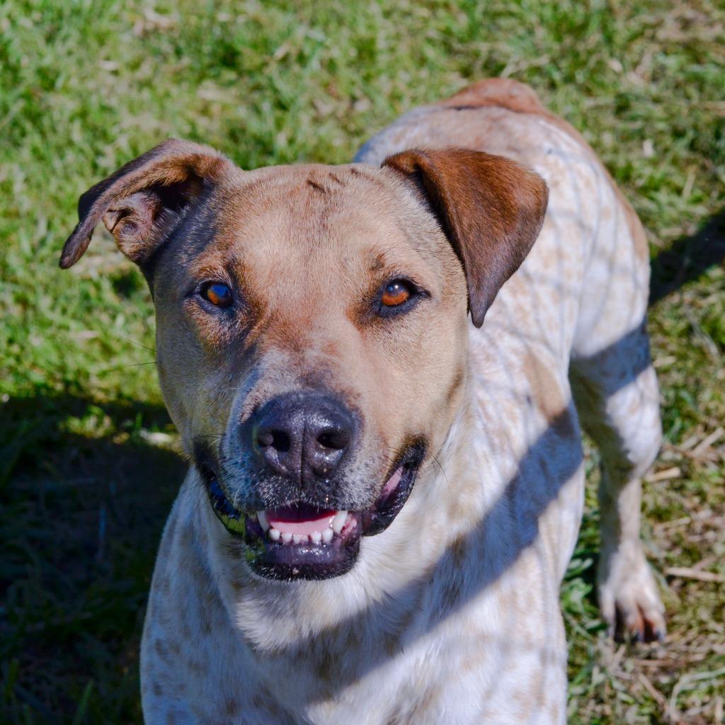 Enlarge Manny, a Adoptable mixed breed in Quinlan, TX image 6/6
