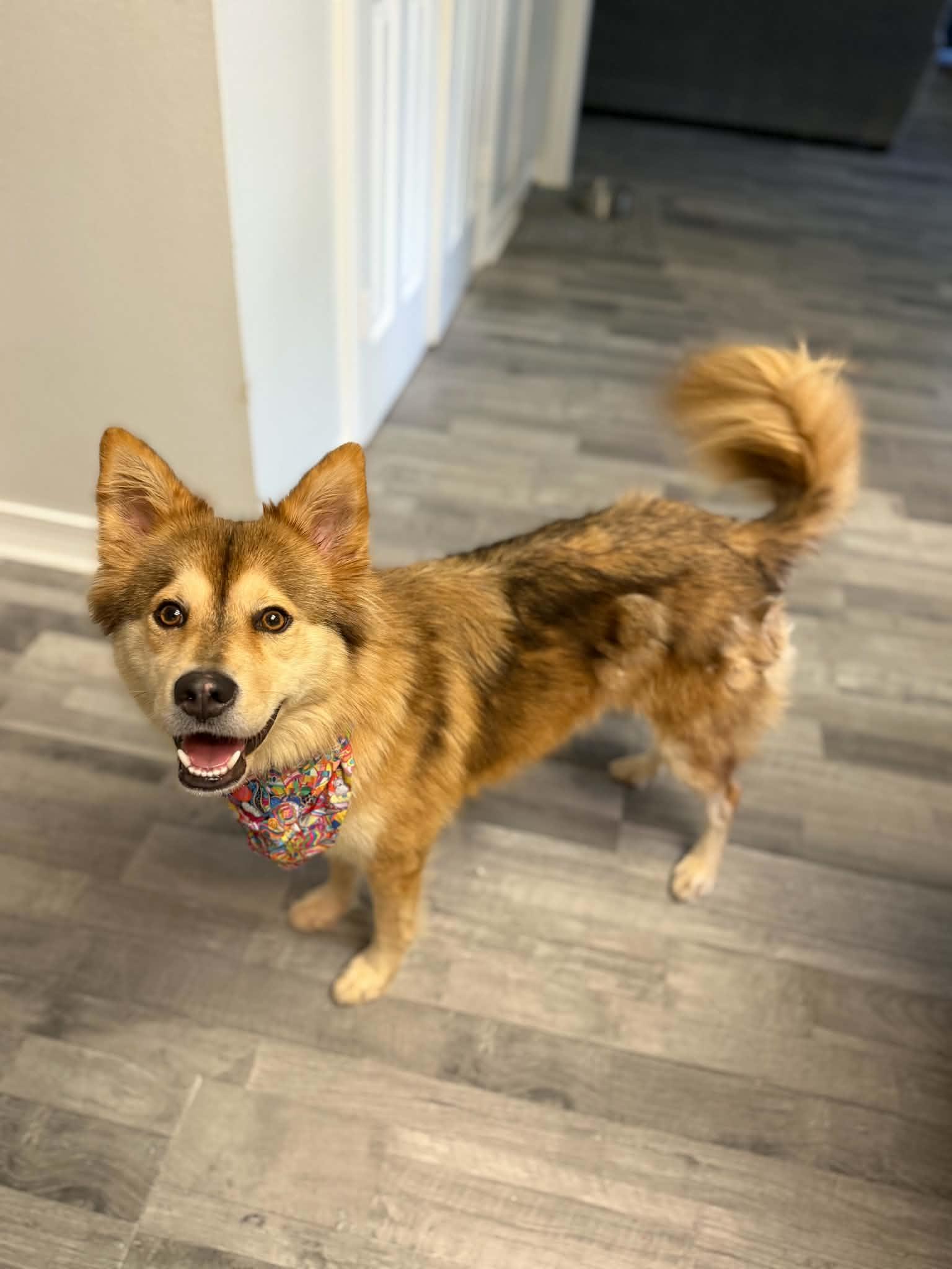 Enlarge Glitter, a Adopted mixed breed in Rochester, MN image 2/6