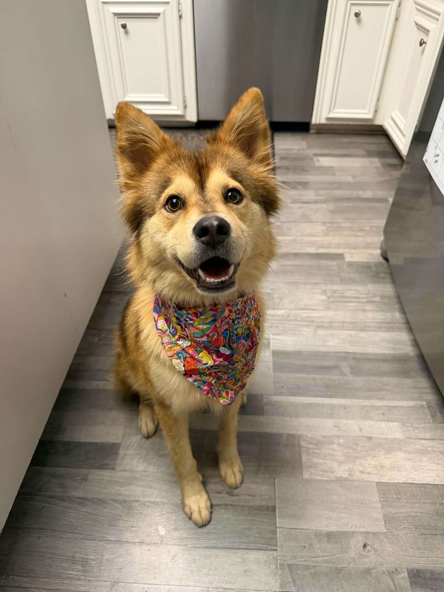 Enlarge Glitter, a Adopted mixed breed in Rochester, MN image 1/6