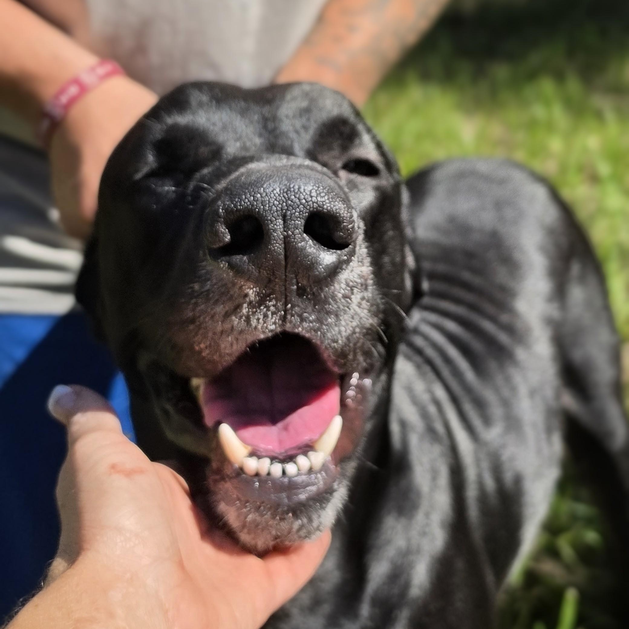 Enlarge Tucker, a Adoptable mixed breed in Syracuse, NY image 3/6