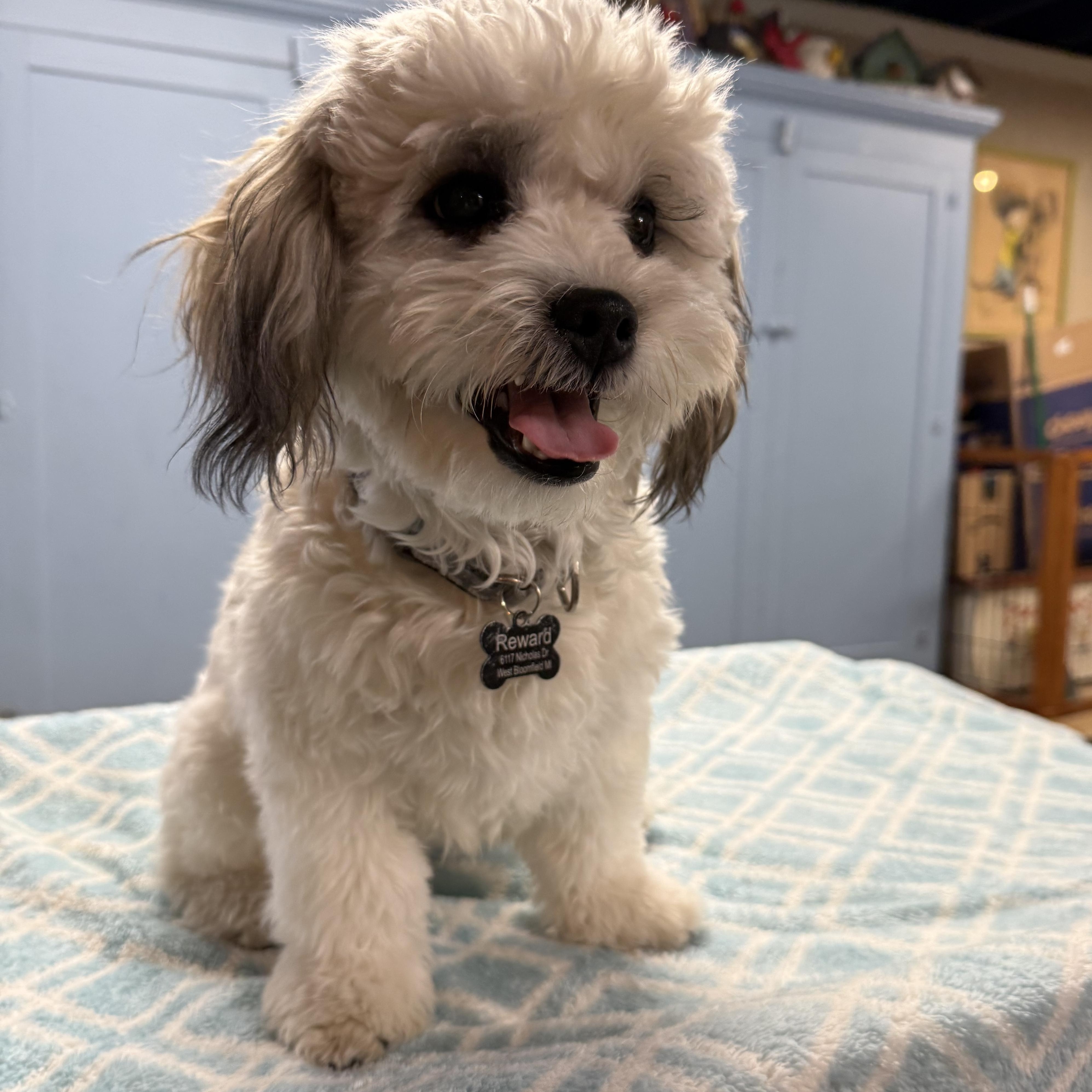 Enlarge Teddy, a Adopted mixed breed in Novi, MI image 1/4