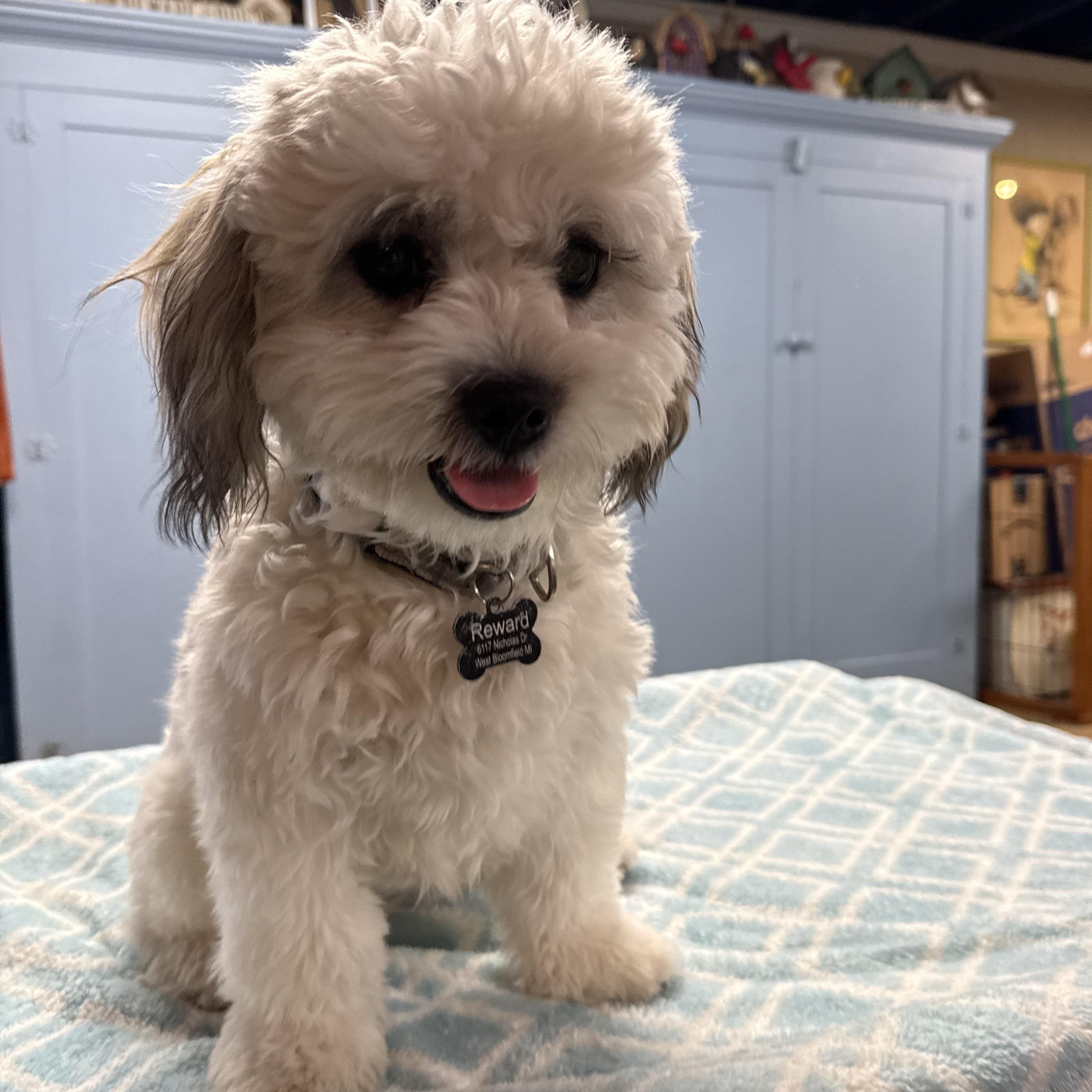 Enlarge Teddy, a Adopted mixed breed in Novi, MI image 4/4