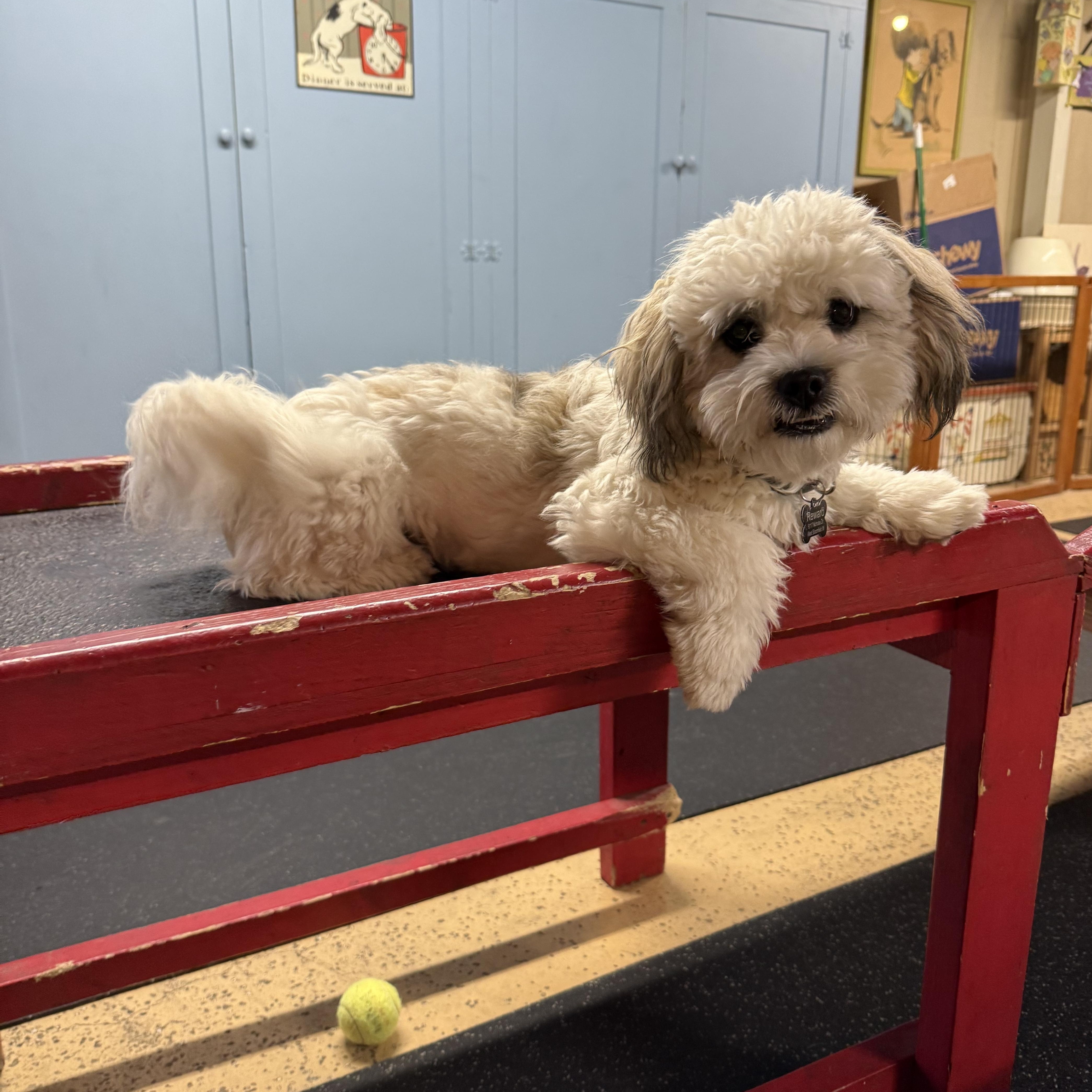 Enlarge Teddy, a Adopted mixed breed in Novi, MI image 3/4