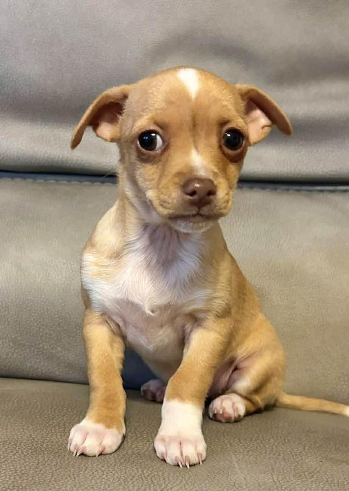 Ginger, Adoptable, Puppy Female Chihuahua & Poodle.