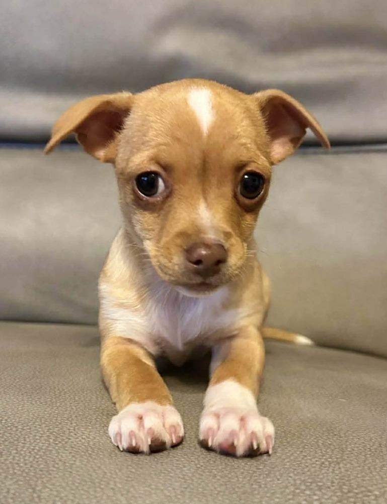 Enlarge Ginger, a Adoptable mixed breed in Boulder, CO image 3/4