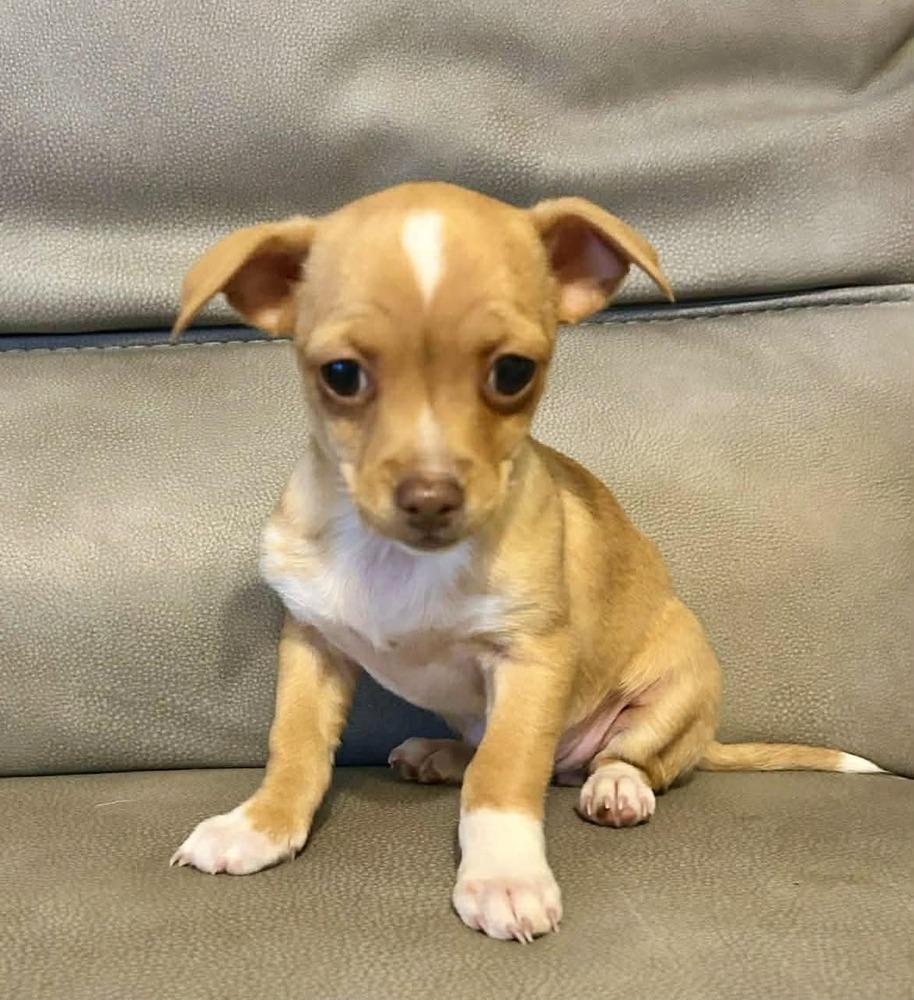Enlarge Ginger, a Adoptable mixed breed in Boulder, CO image 4/4