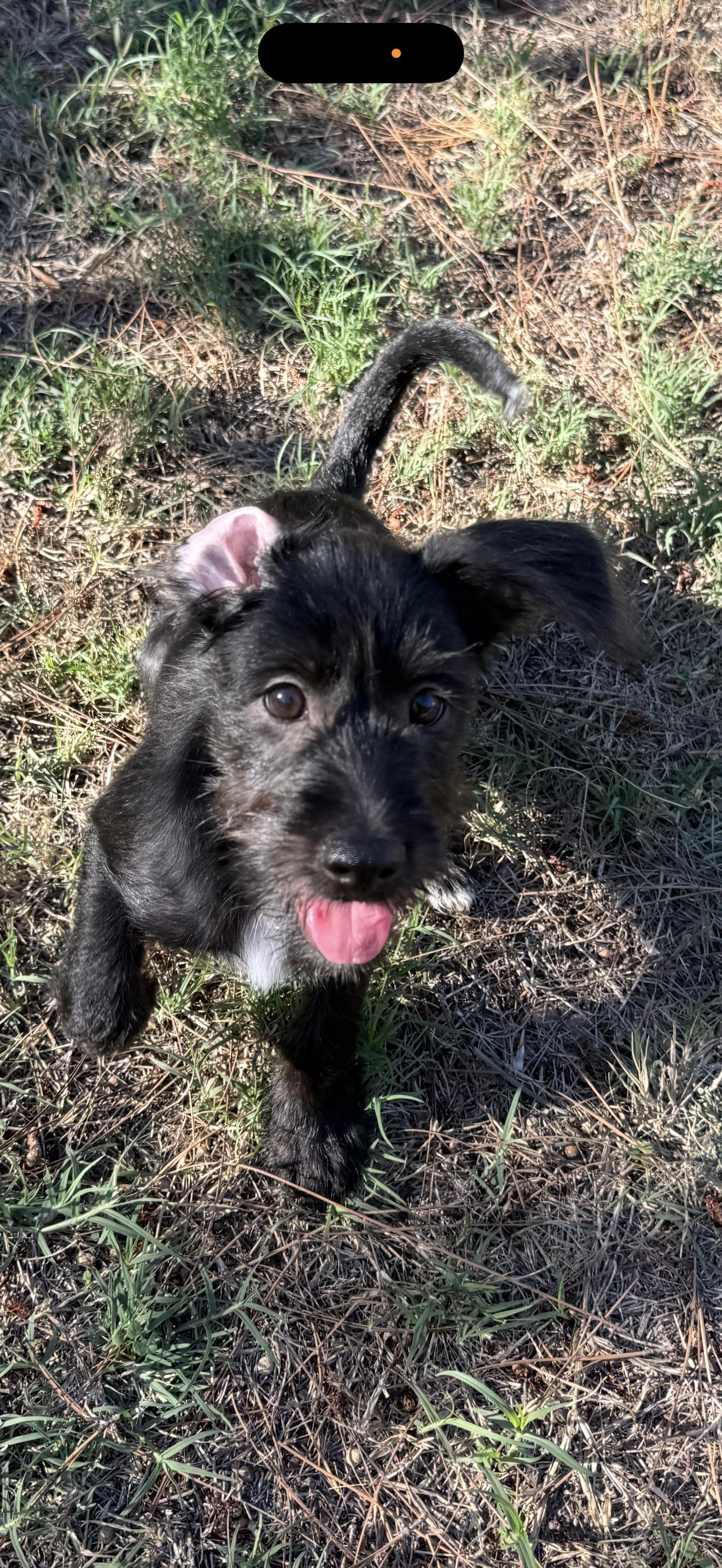 Enlarge Brandy and Brody, a Adoptable Schnoodle in Anaheim, CA image 2/6