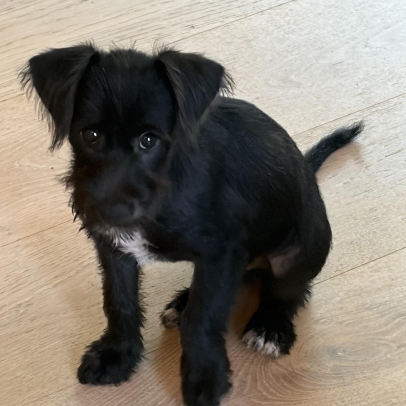 Enlarge Brandy and Brody, a Adoptable Schnoodle in Anaheim, CA image 5/6
