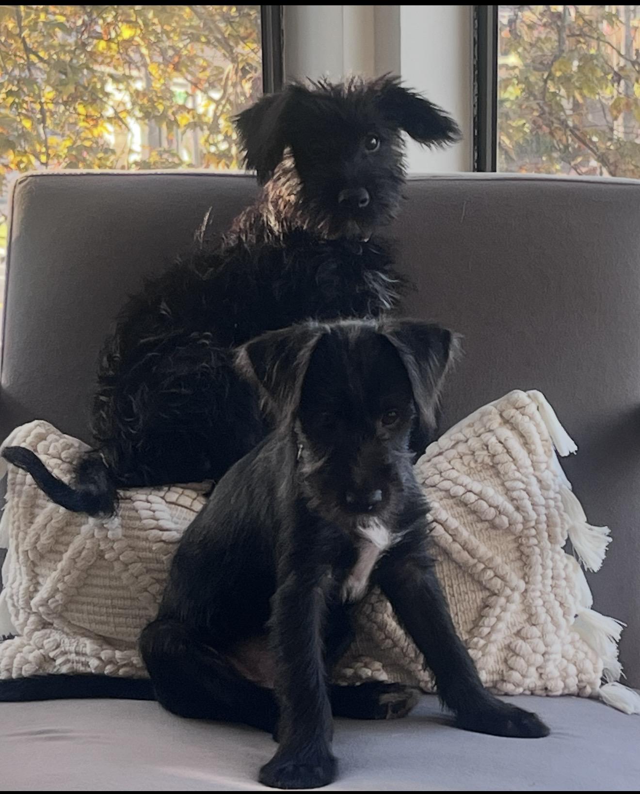 Enlarge Brandy and Brody, a Adoptable Schnoodle in Anaheim, CA image 1/6