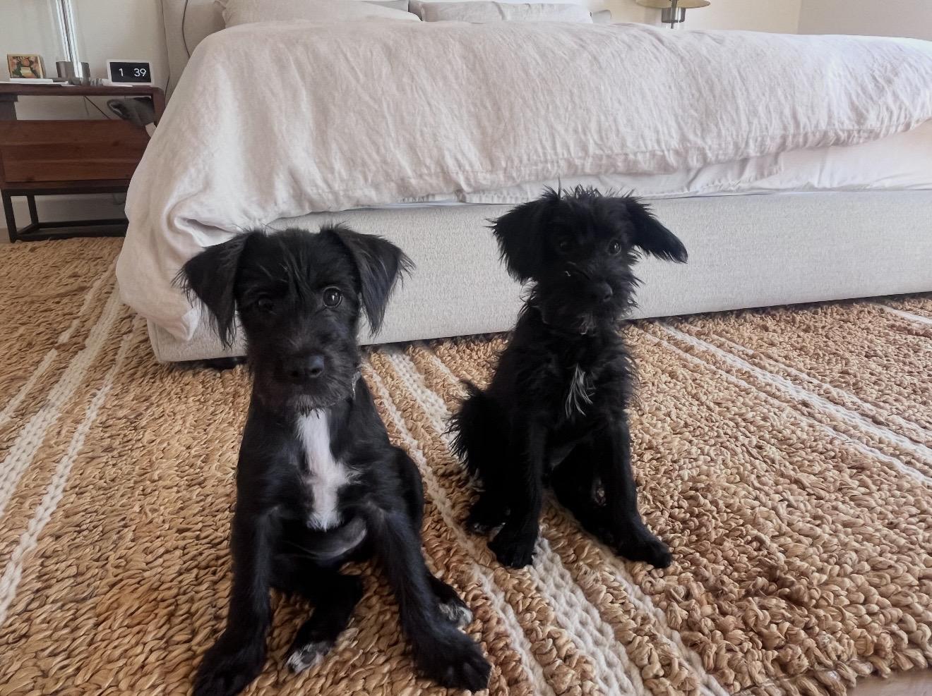 Brandy and Brody, Adoptable, Puppy Female Schnoodle.