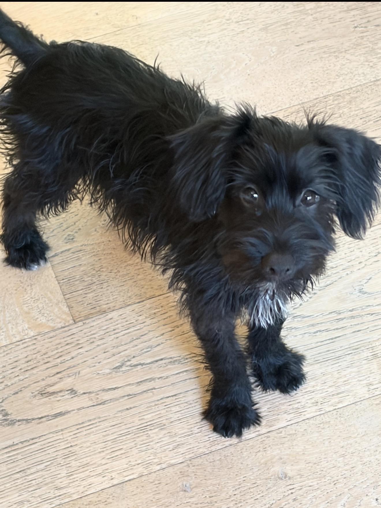 Enlarge Brandy and Brody, a Adoptable Schnoodle in Anaheim, CA image 4/6