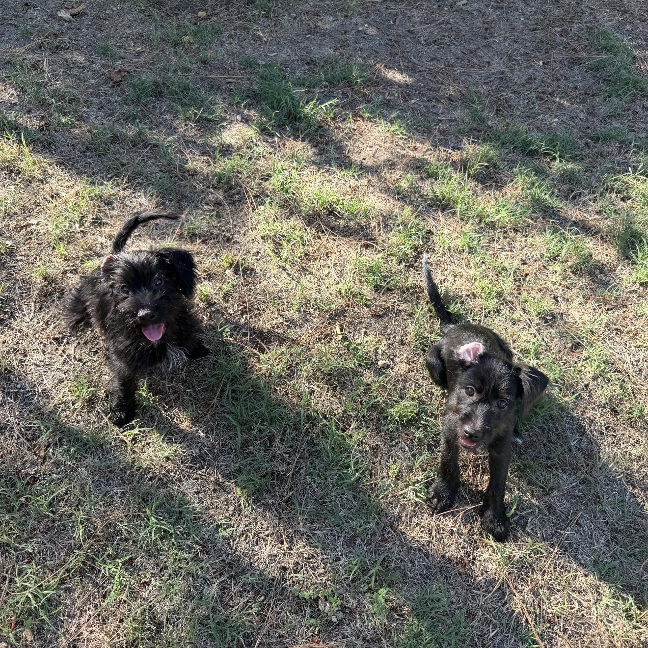 Enlarge Brandy and Brody, a Adoptable Schnoodle in Anaheim, CA image 6/6
