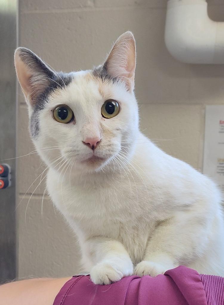 Ghostie, Adoptable, Adult Female Domestic Short Hair.