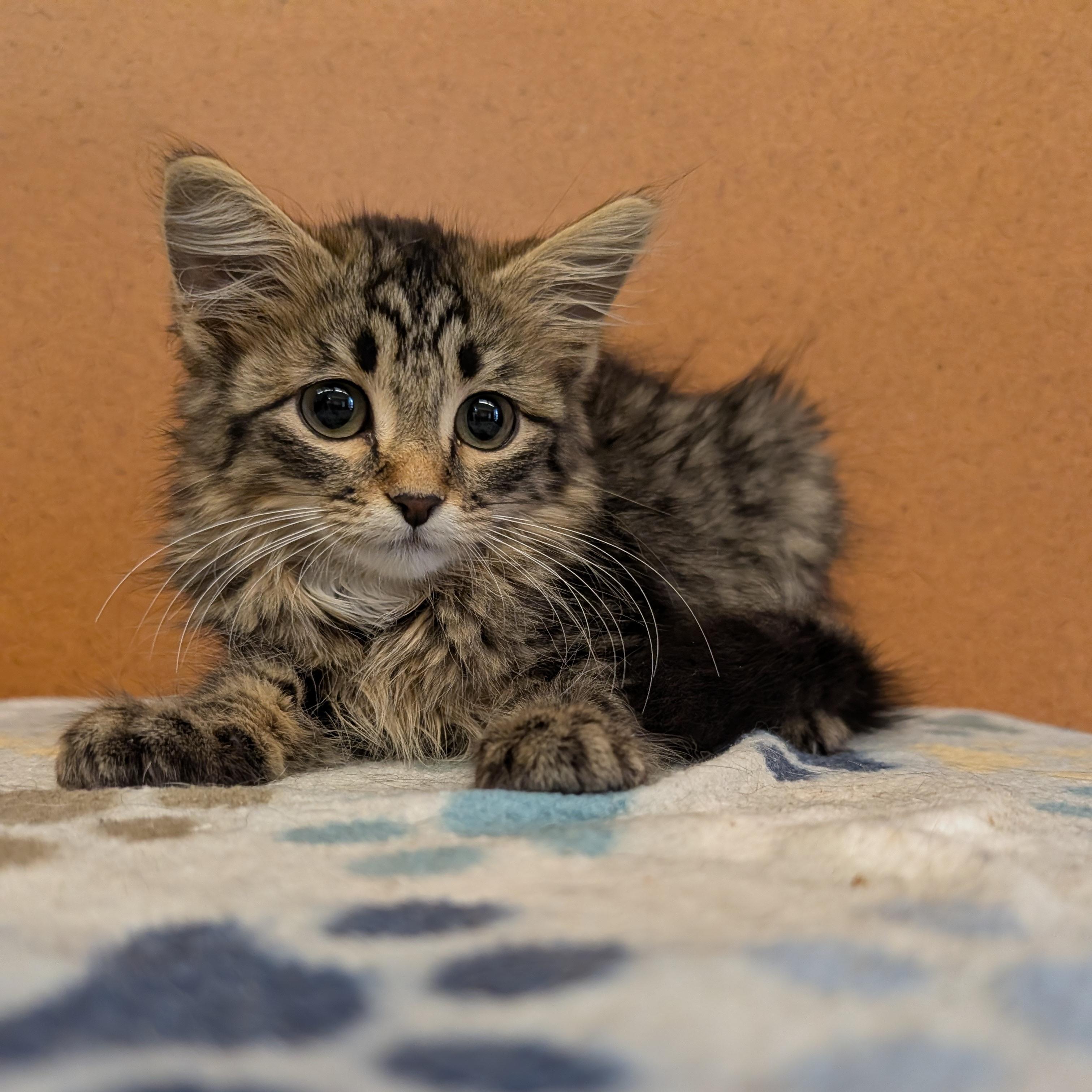 Enlarge Tinky Winky, a Adoptable Domestic Medium Hair in Rochester, MN image 3/3