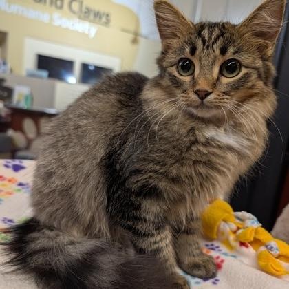 Enlarge Tinky Winky, a Adoptable Domestic Medium Hair in Rochester, MN image 2/3