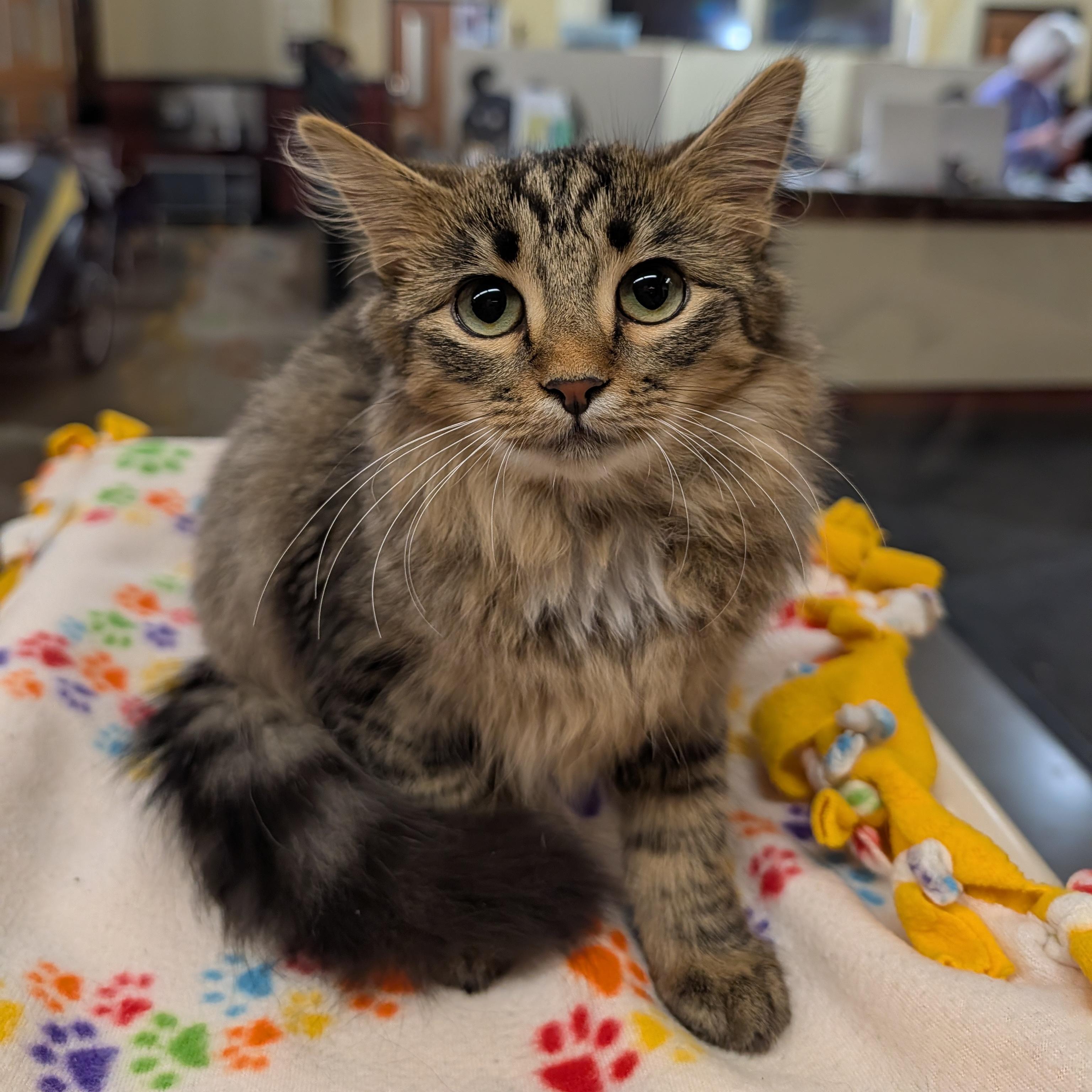 Enlarge Tinky Winky, a Adoptable Domestic Medium Hair in Rochester, MN image 1/3
