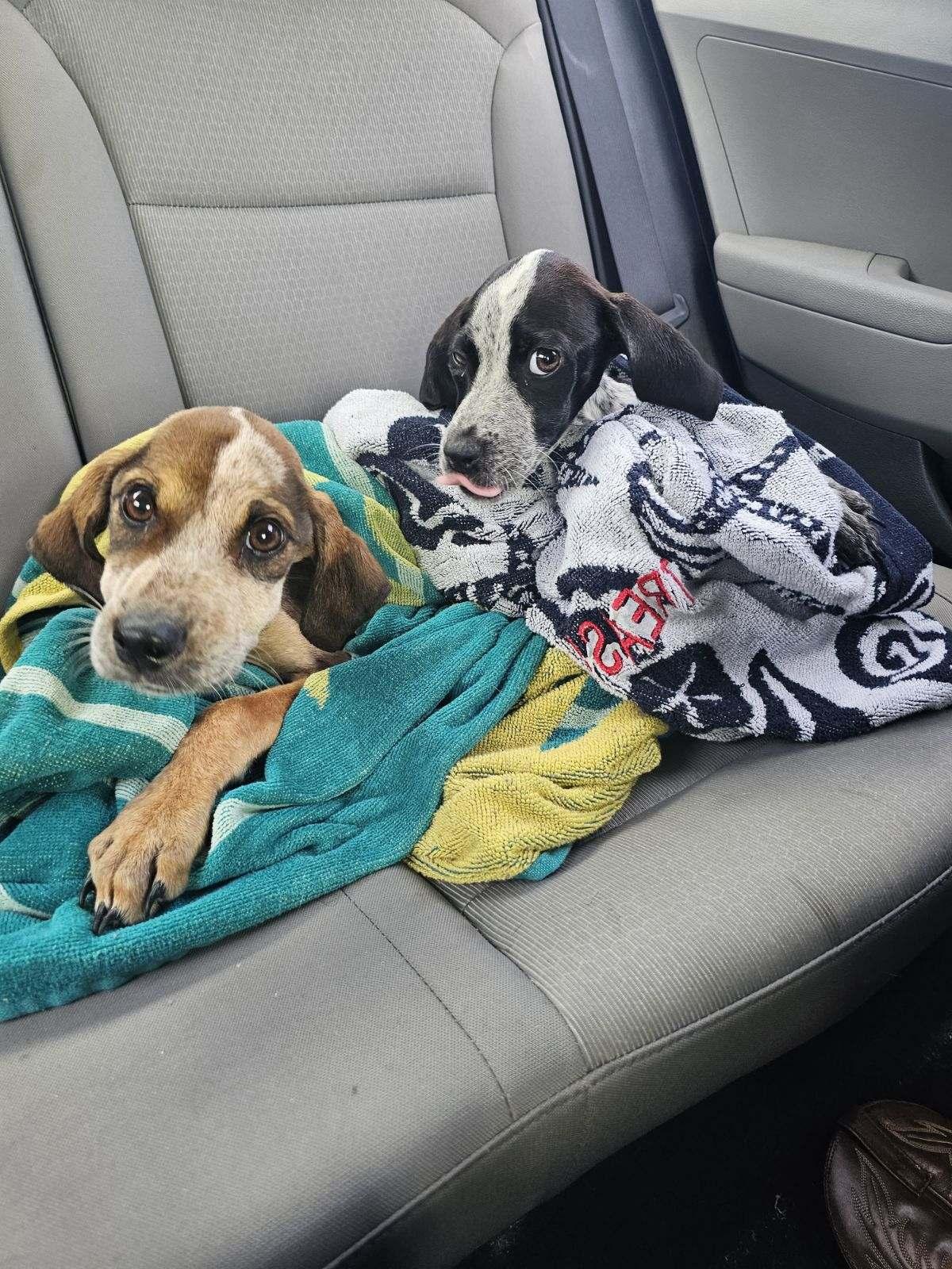 Enlarge Thelma, a Adoptable mixed breed in Goodlettsville, TN image 1/6