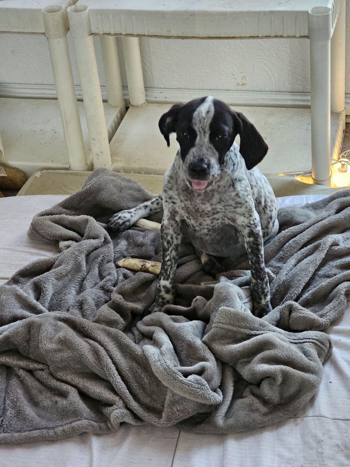 Enlarge Thelma, a Adoptable mixed breed in Goodlettsville, TN image 2/6