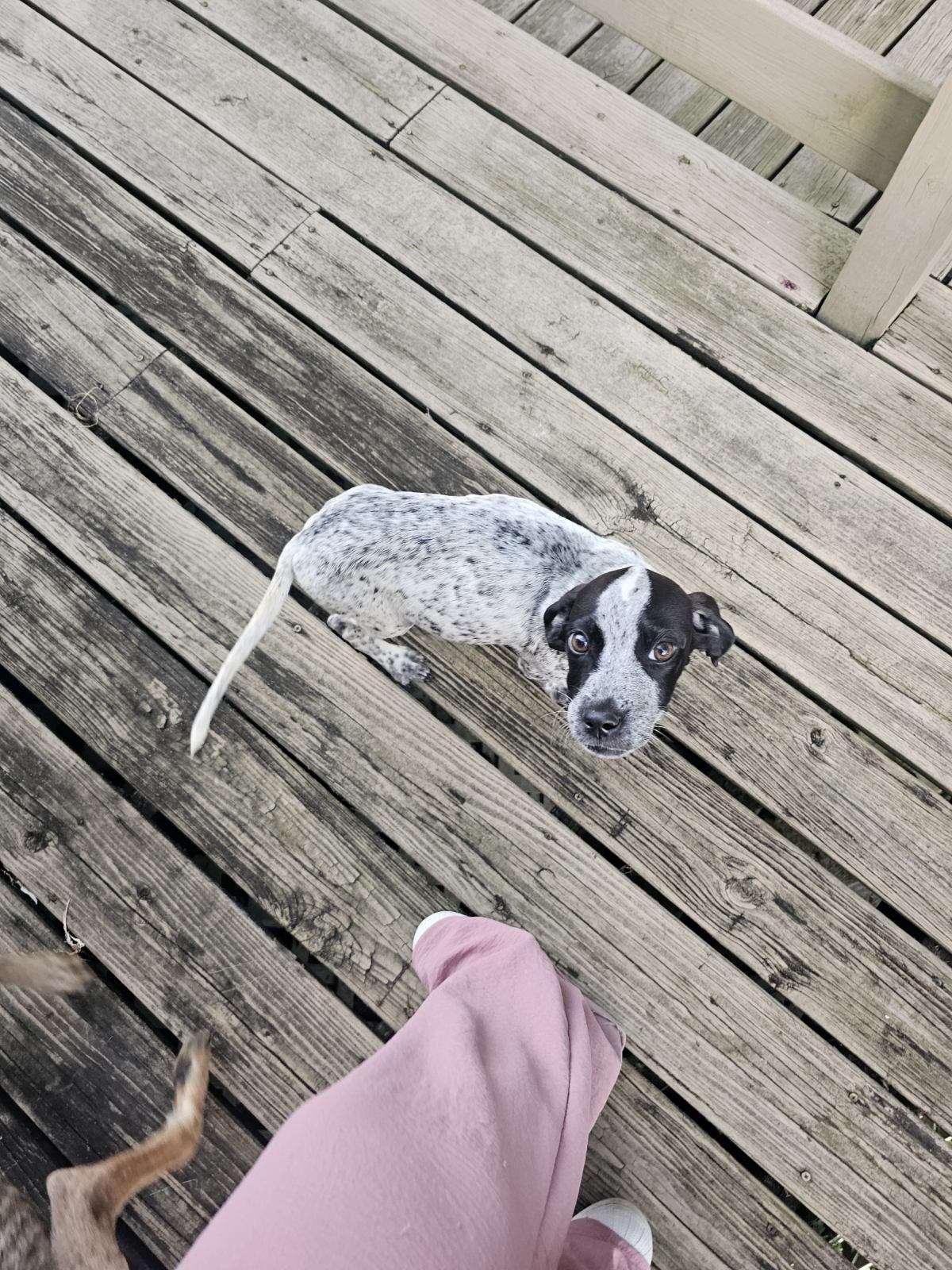 Enlarge Thelma, a Adoptable mixed breed in Goodlettsville, TN image 5/6