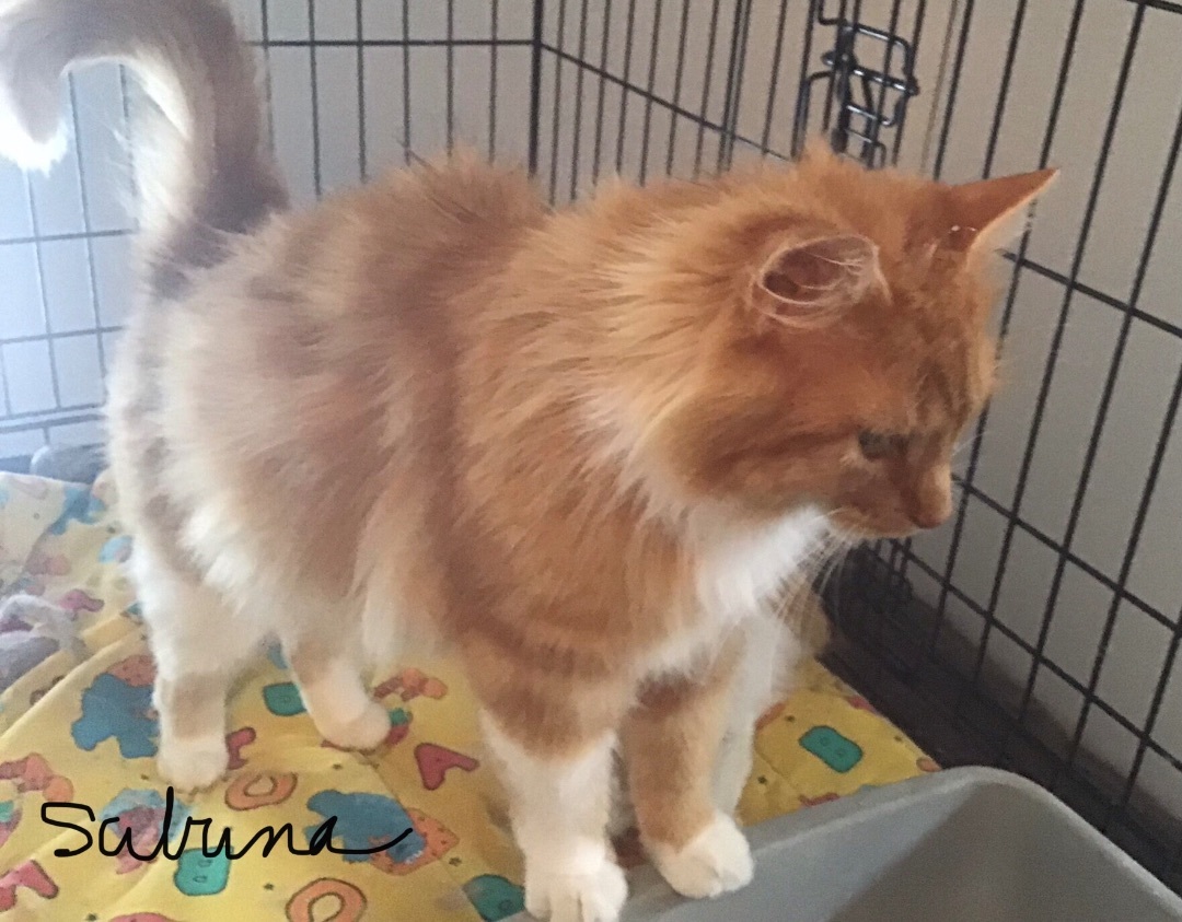 Enlarge Sabrina, a Adopted Domestic Medium Hair in Sainte-Beatrix, QC image 1/2