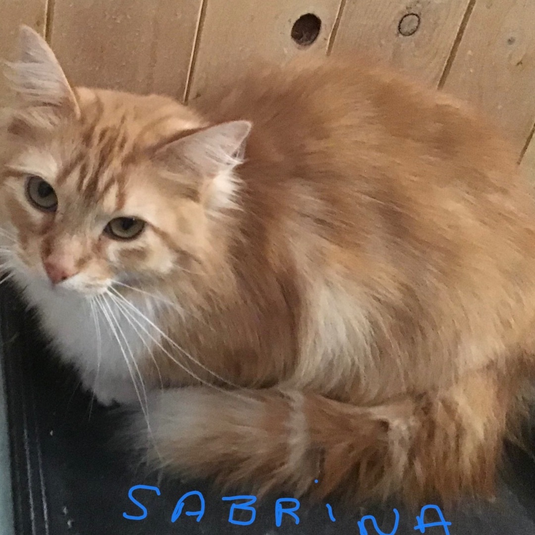 Enlarge Sabrina, a Adopted Domestic Medium Hair in Sainte-Beatrix, QC image 2/2