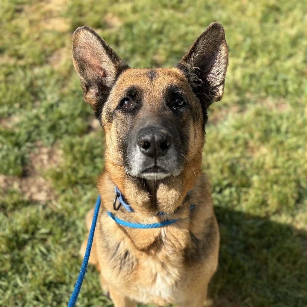 Enlarge Drew, a Adoptable mixed breed in Concord, NC image 2/6