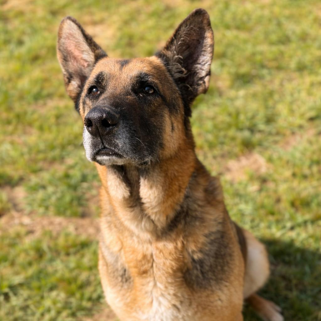 Enlarge Drew, a Adoptable mixed breed in Concord, NC image 3/6