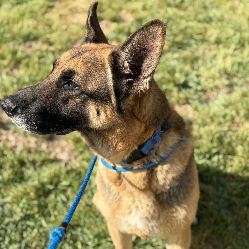 Enlarge Drew, a Adoptable mixed breed in Concord, NC image 4/6