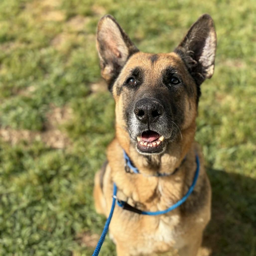 Enlarge Drew, a Adoptable mixed breed in Concord, NC image 5/6