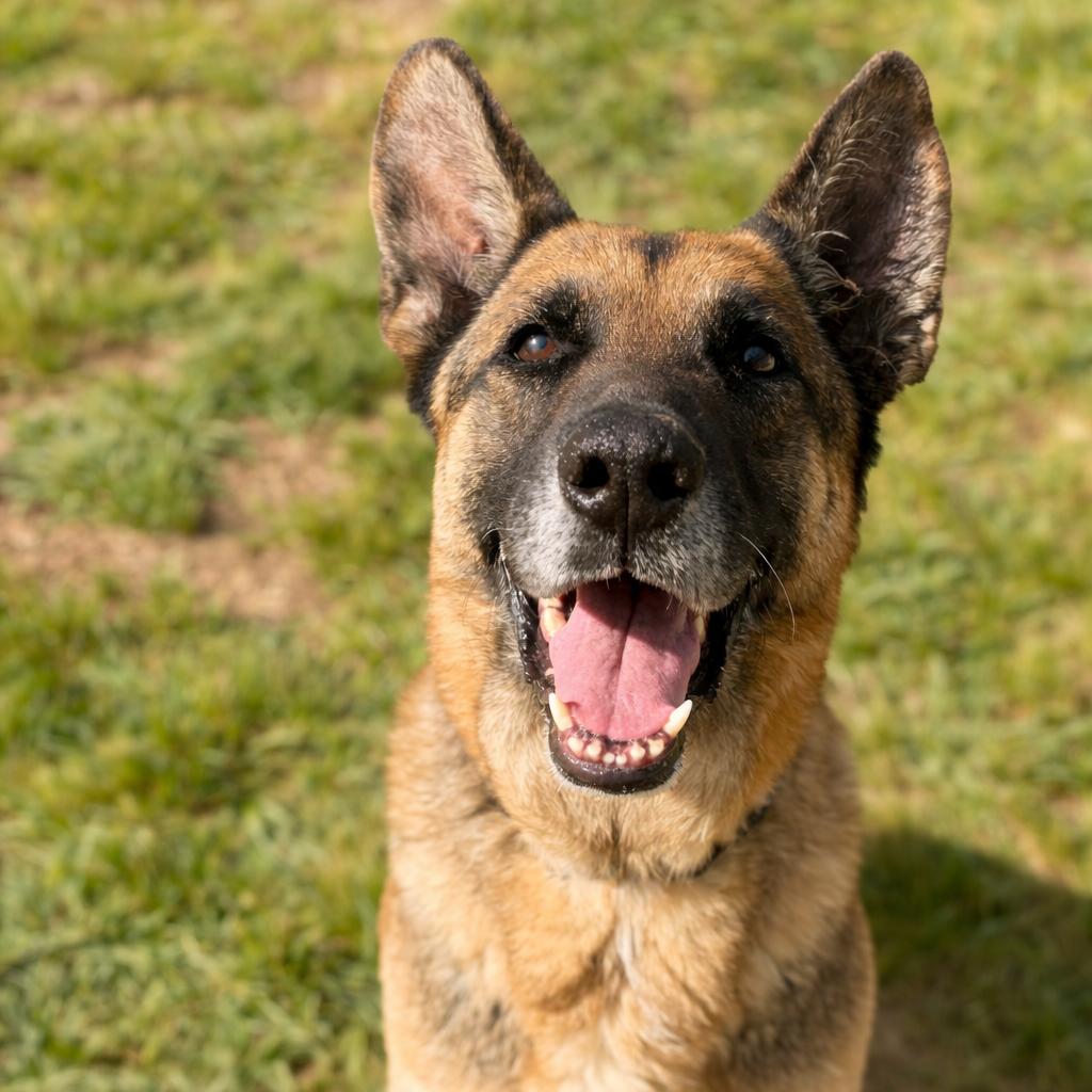 Enlarge Drew, a Adoptable mixed breed in Concord, NC image 6/6