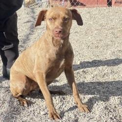 Crunchwrap Supreme, Adoptable, Adult Female Terrier.