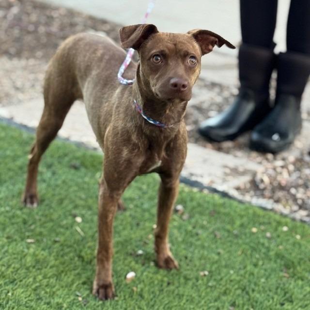 Enlarge Crunchwrap Supreme, a Adoptable mixed breed in Bullhead City, AZ image 1/1