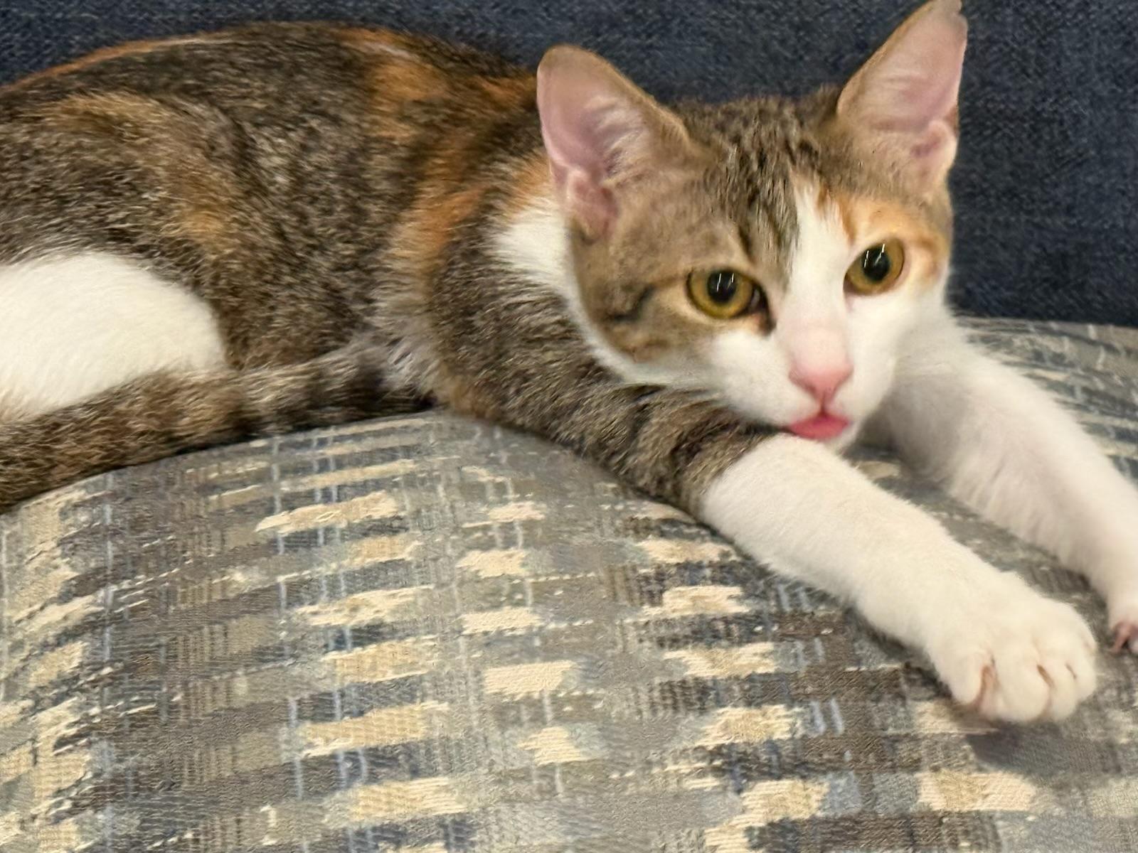 Tulip, a Adoptable mixed breed in Federalsburg, MD image 3/5