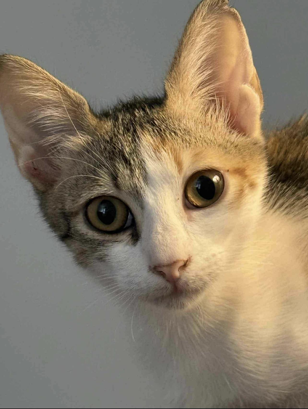 Tulip, a Adoptable mixed breed in Federalsburg, MD image 2/5