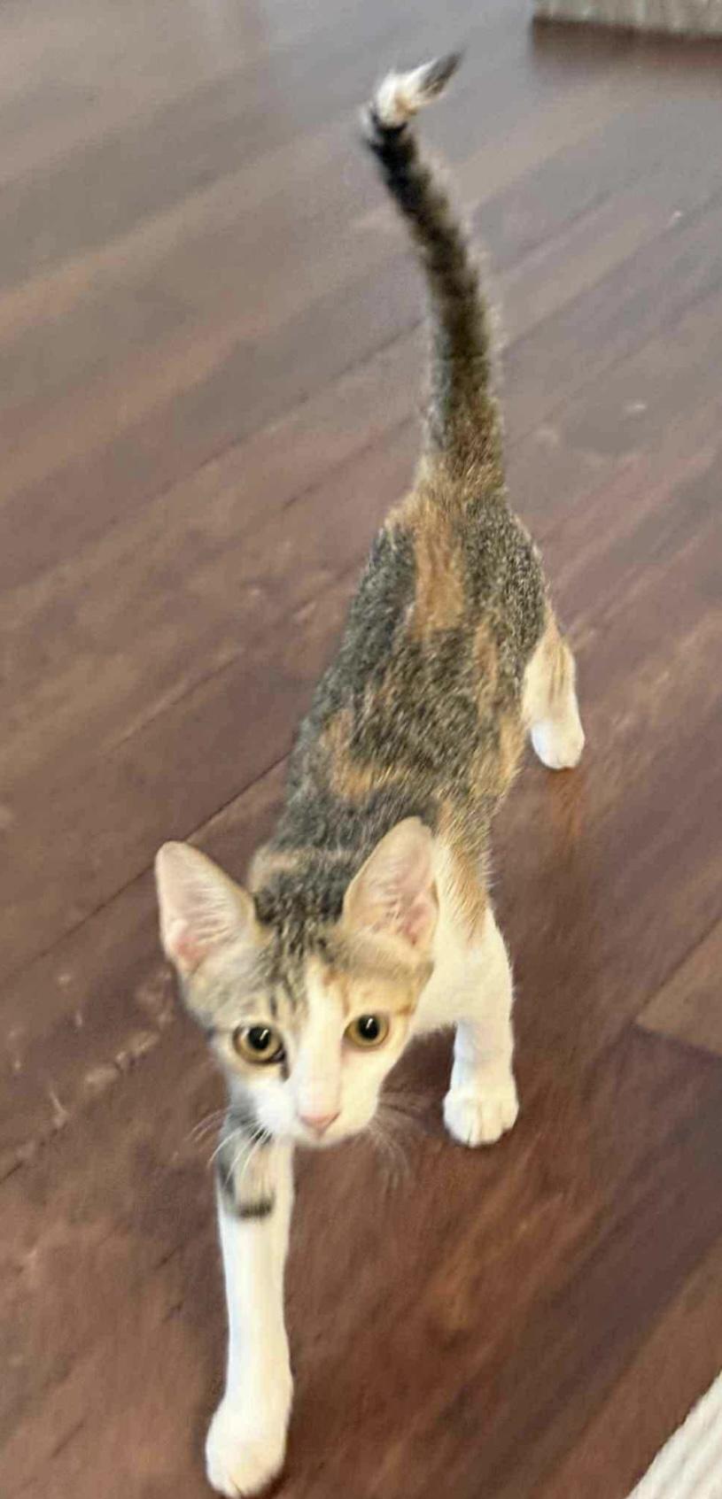 Tulip, a Adoptable mixed breed in Federalsburg, MD image 4/5