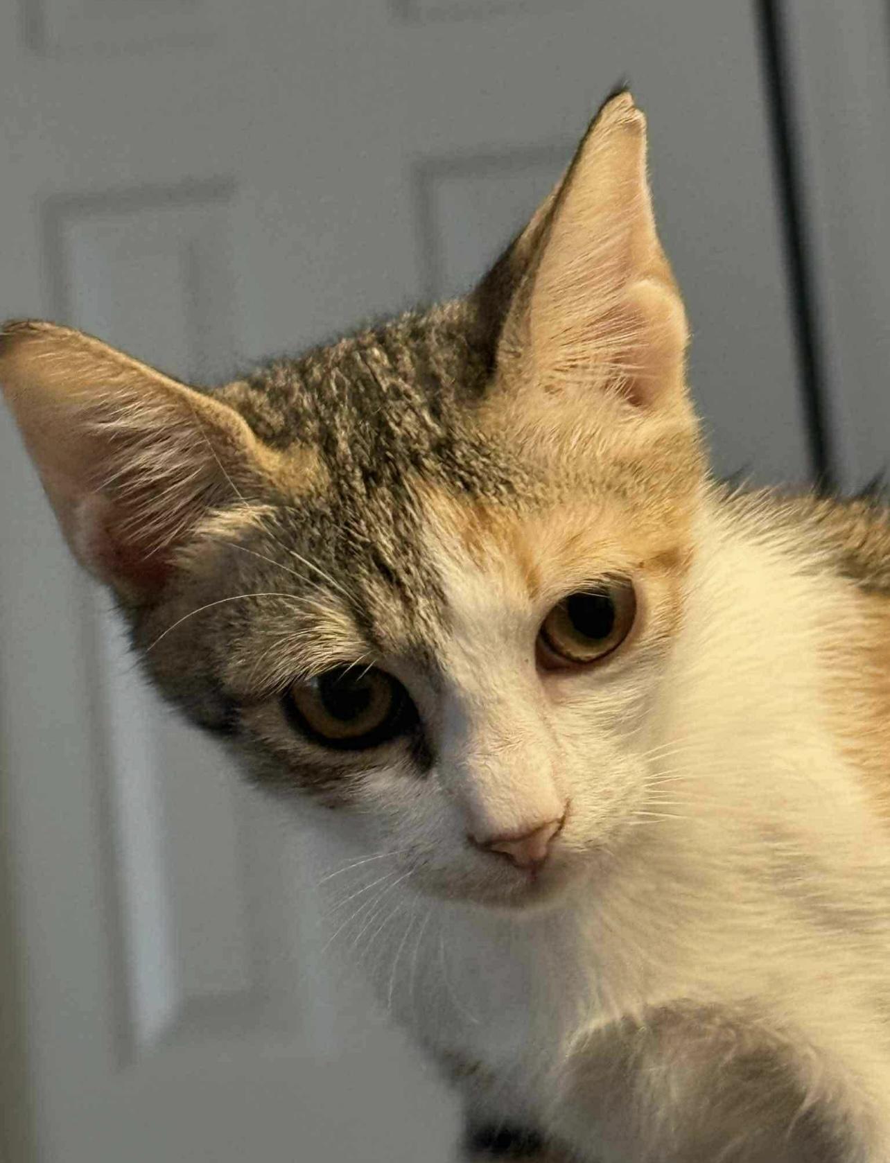 Tulip, a Adoptable mixed breed in Federalsburg, MD image 5/5