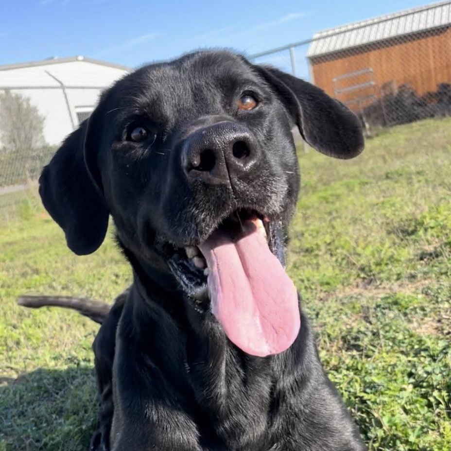 Storm, ADOPTABLE, Adult Male Black Labrador Retriever & Mixed Breed.