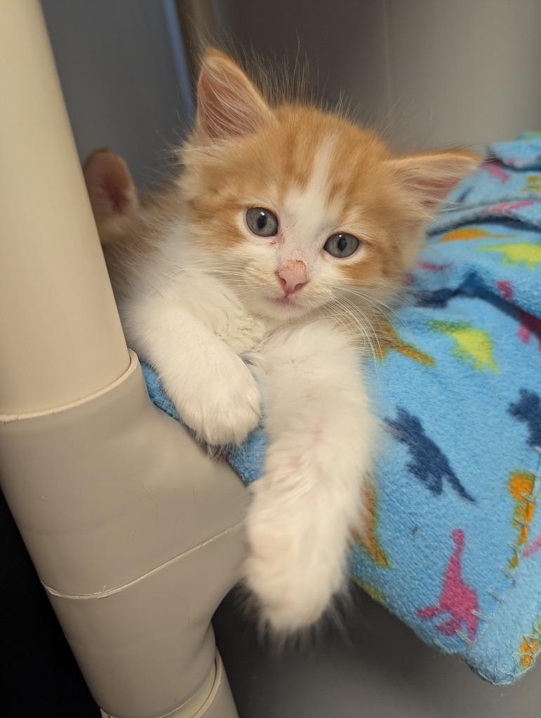 Babette, Adopted, Kitten Female Domestic Short Hair.