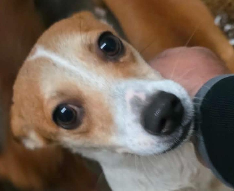 Zola, Adopted, Young Female Mixed Breed.