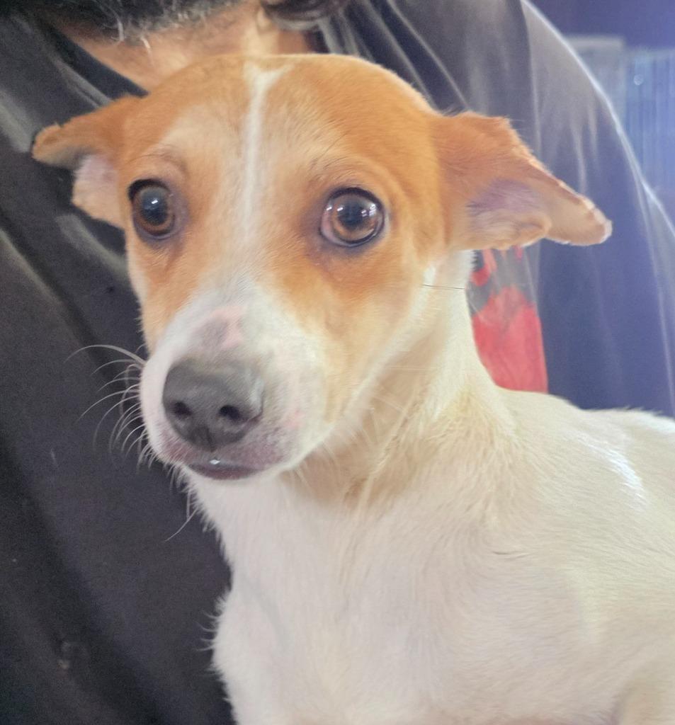 Enlarge Zola, a Adopted mixed breed in Fort Stockton, TX image 2/2