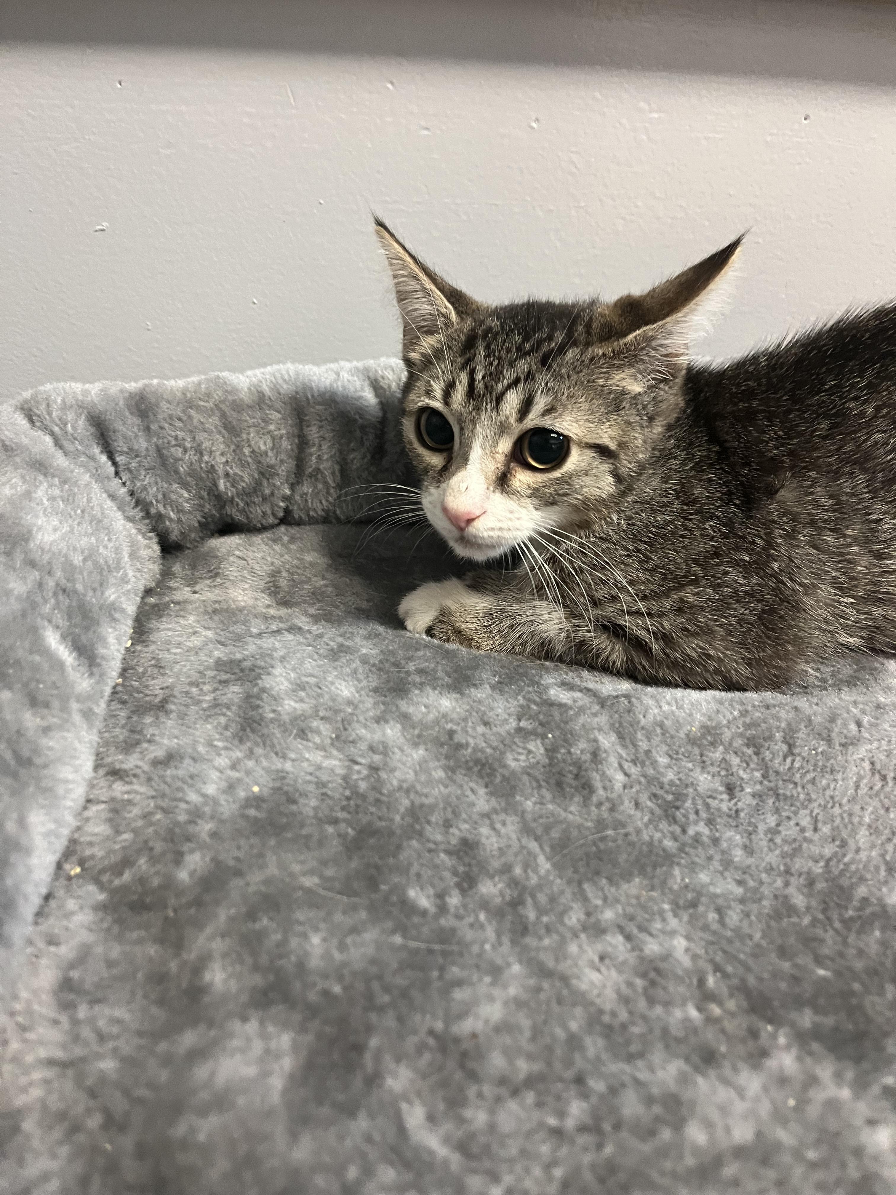CHANCE is a male cat with a loving personality that shines through every interaction His warm and g