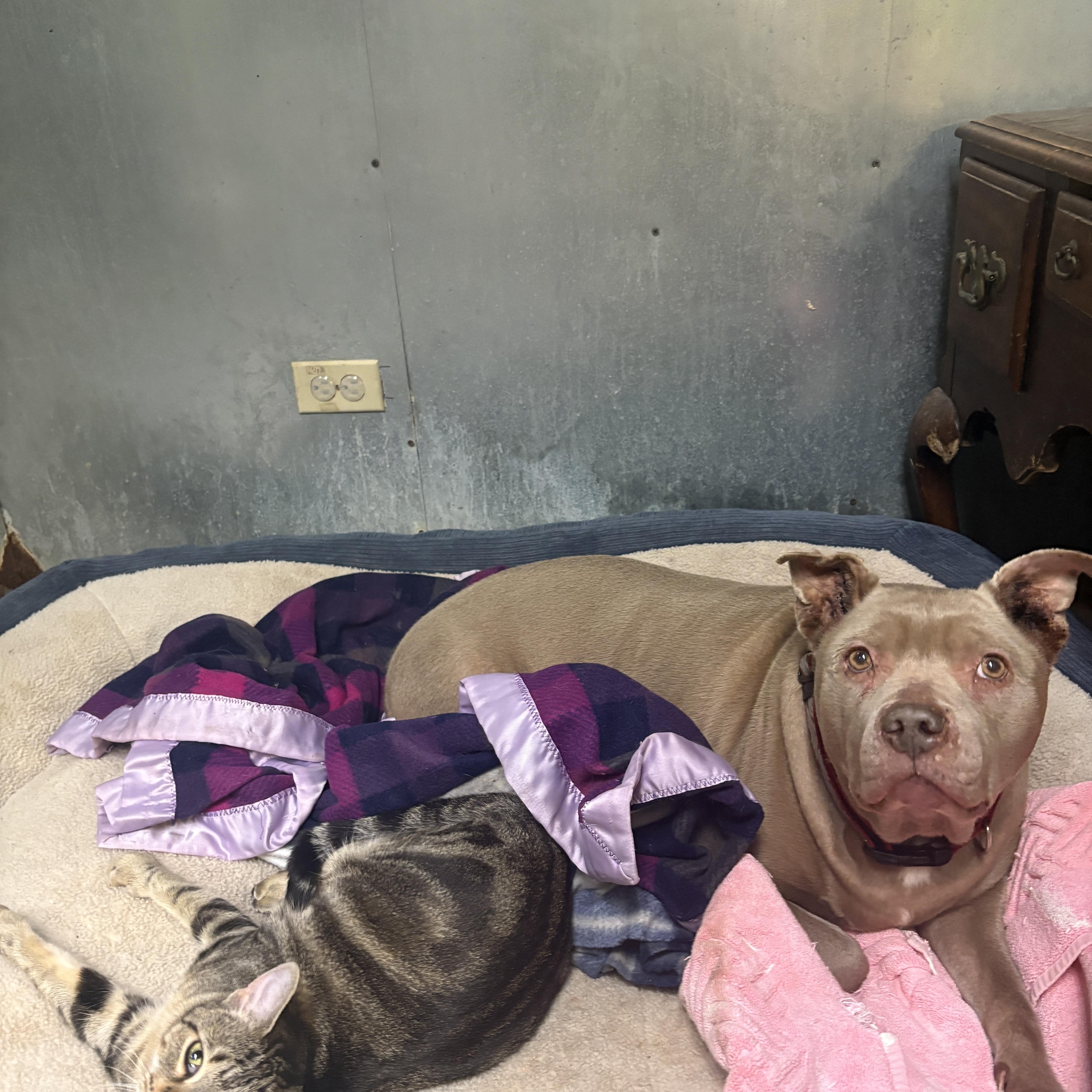Enlarge Bella, a ADOPTABLE Pit Bull Terrier in Chicago, IL image 2/2