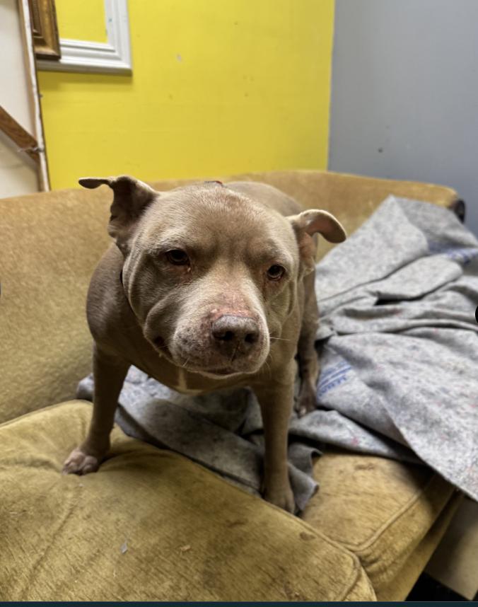 Enlarge Bella, a ADOPTABLE Pit Bull Terrier in Chicago, IL image 1/2