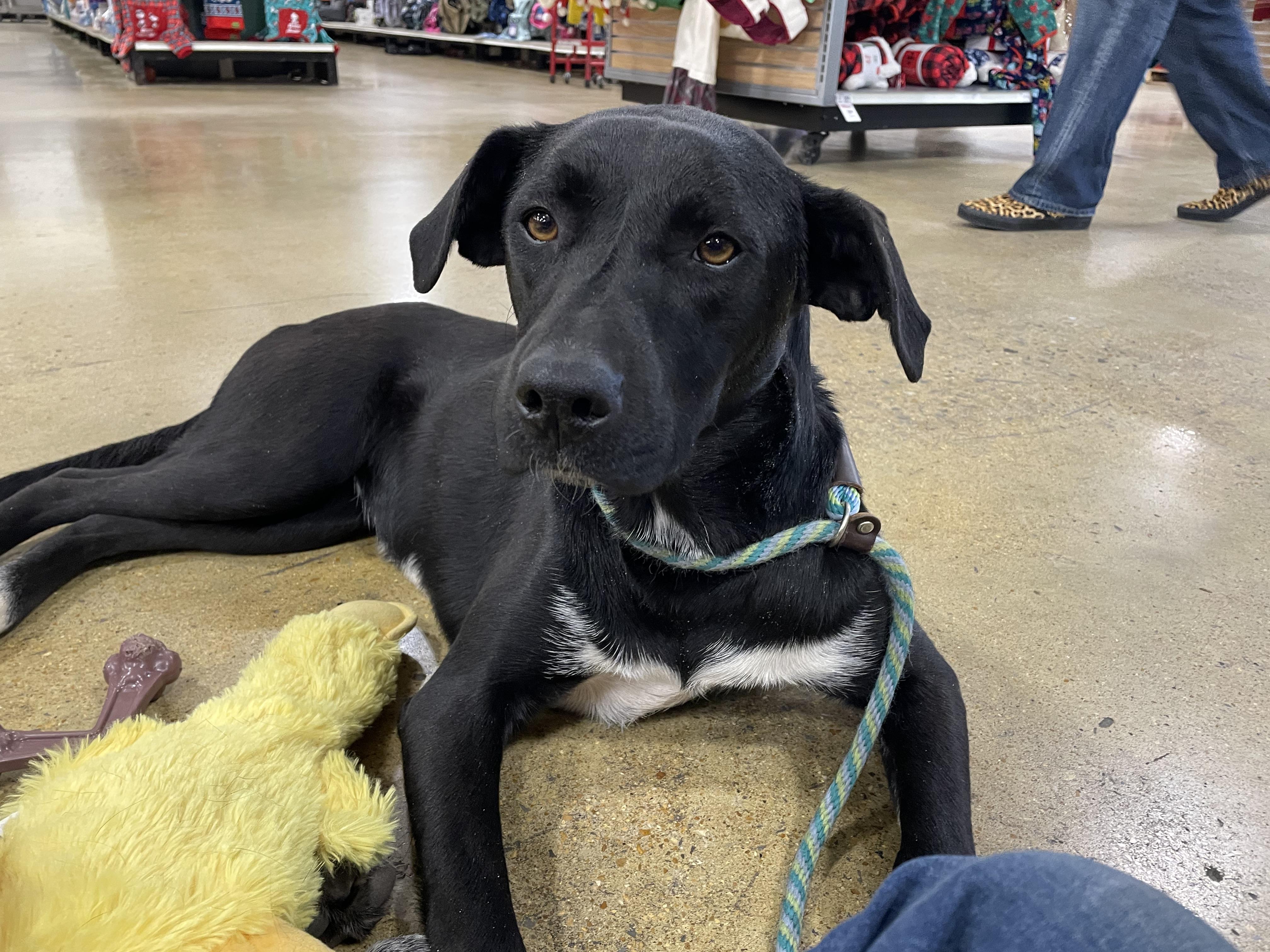 Mimi, ADOPTABLE, Young Female Black Labrador Retriever.