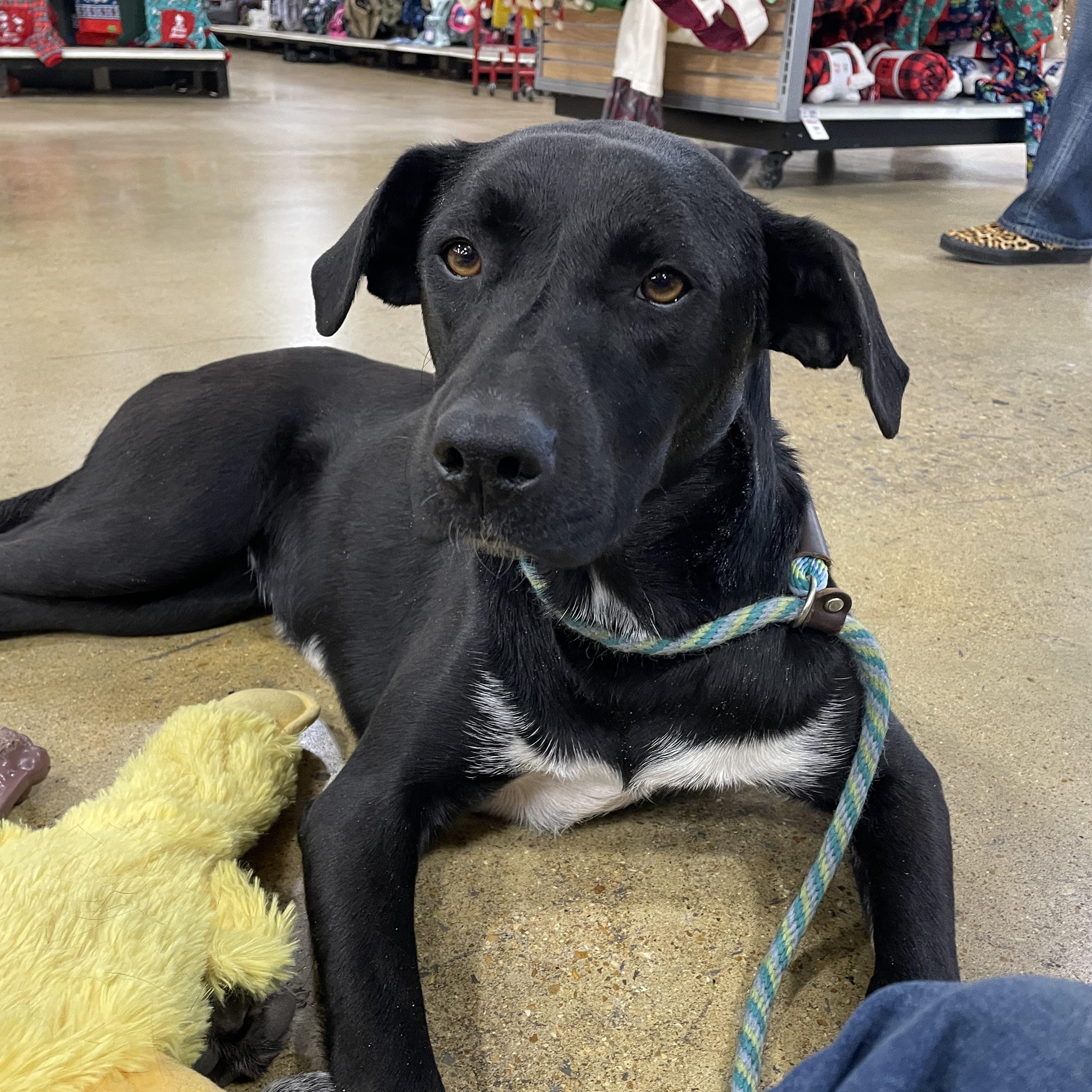 Enlarge Mimi, a ADOPTABLE mixed breed in South Pittsburg, TN image 1/3