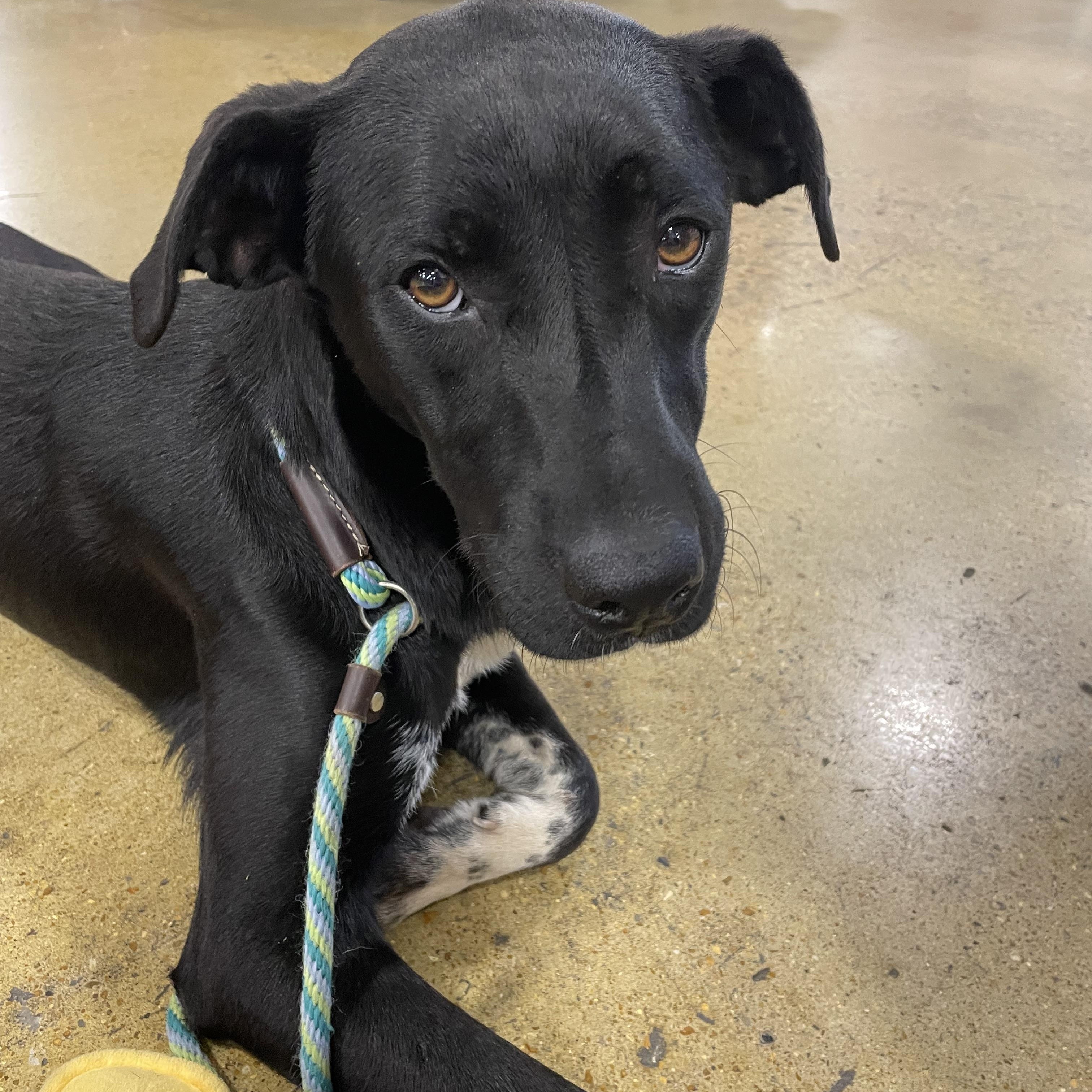 Enlarge Mimi, a ADOPTABLE mixed breed in South Pittsburg, TN image 2/3