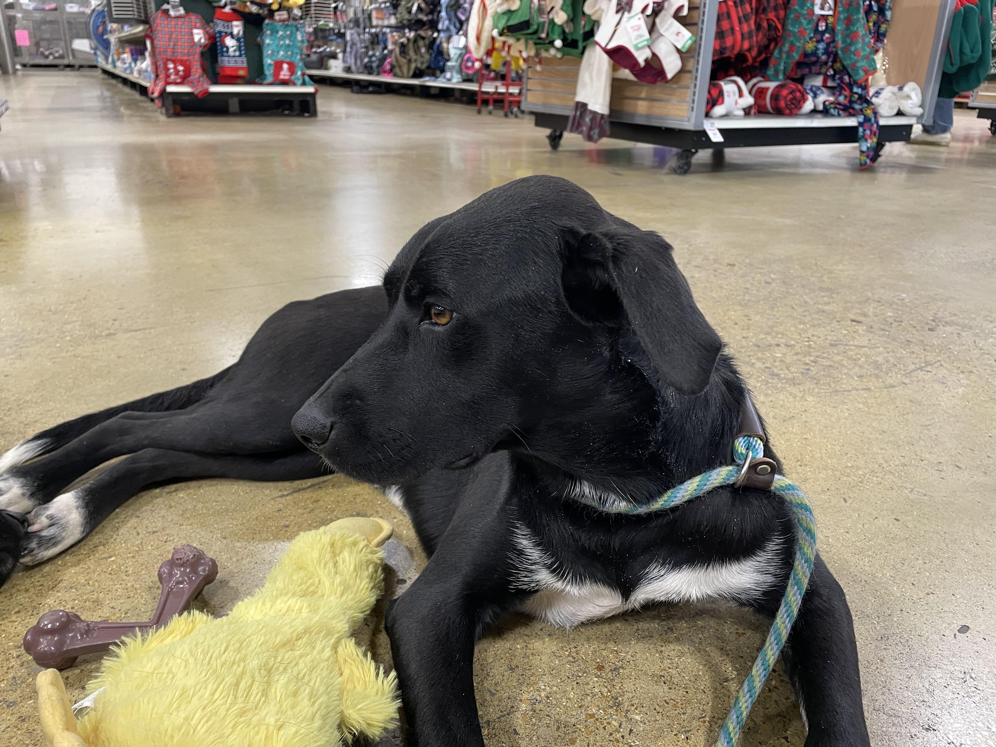 Mimi, a ADOPTABLE mixed breed in South Pittsburg, TN image 3/3